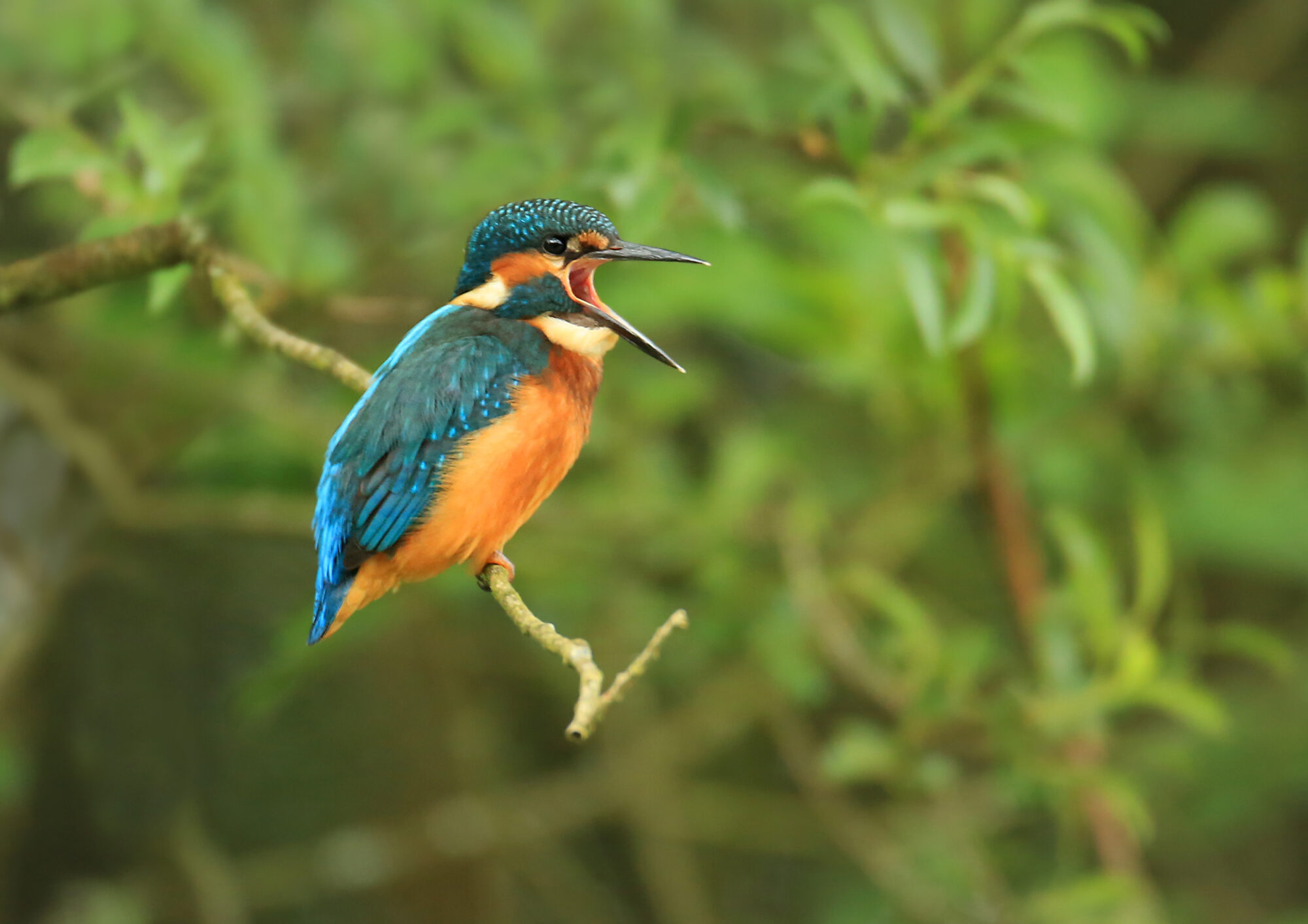 Kingfisher © Jon Hawkins, Surrey Hills Photography